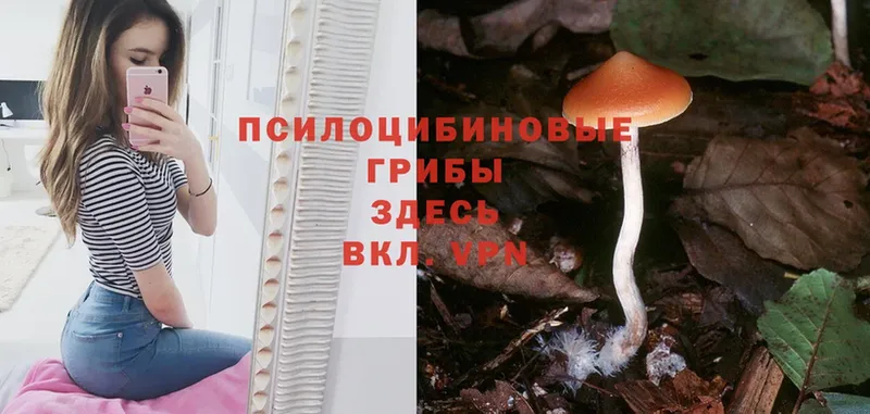 Галлюциногенные грибы Psilocybine cubensis  купить наркотик  Североморск 